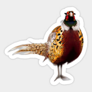 Cute Pheasant Drawing Sticker